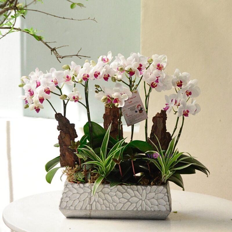 Chậu hoa lan hồ điệp trắng tinh khôi trang trí không gian sống hiện đại, mang vẻ đẹp sang trọng, thanh lịch